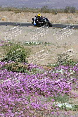 media/Feb-04-2023-SoCal Trackdays (Sat) [[8a776bf2c3]]/Turn 15 Inside Blooming (1050am)/